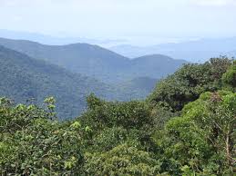mata atlantica