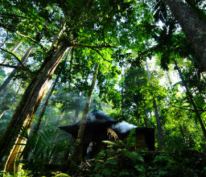 forest_biodiversity