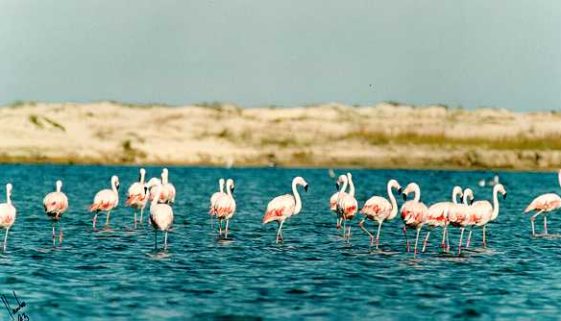 O Parque Nacional da Lagoa do Peixe é um dos Sítios Ramsar no Brasil - Foto: Renato Grimm