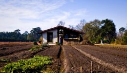 Condições mais favoráveis para a implementação de soluções de comércio justo e transparente de produtos agrícolas locais, saudáveis e sustentáveis em Belém do Pará