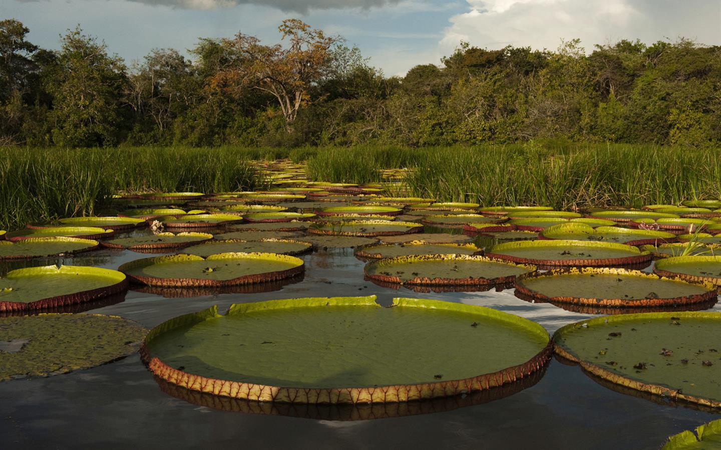 Empresa e ONG fazem parceria para proteger Floresta Amazônica