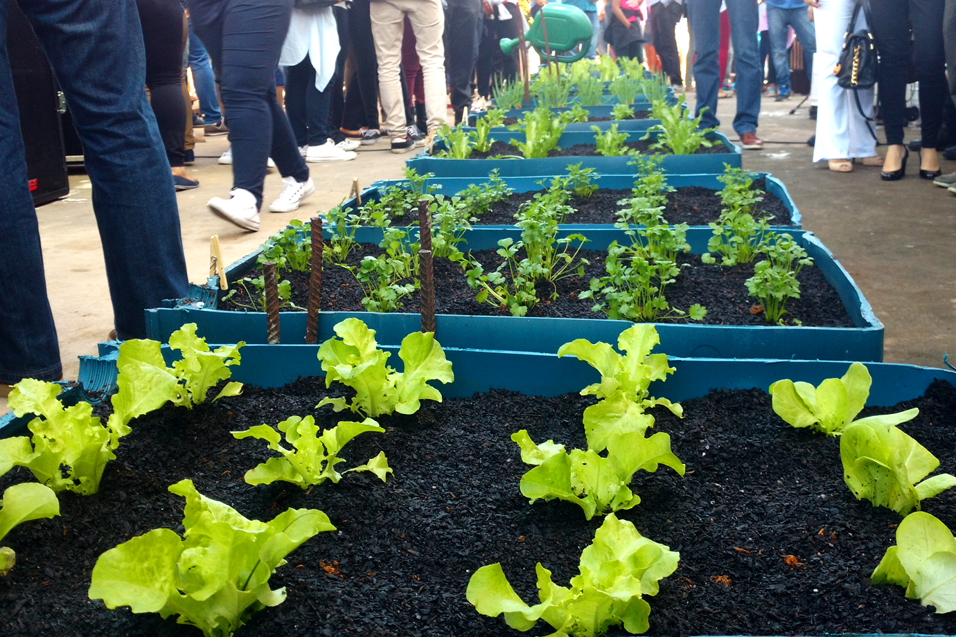Instituto STOP Hunger lança horta comunitária em Paraisópolis