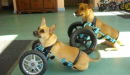 Projeto arrecada doações para ajudar animais com deficiência