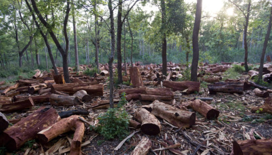 Mudanças climáticas e desmatamento no Brasil