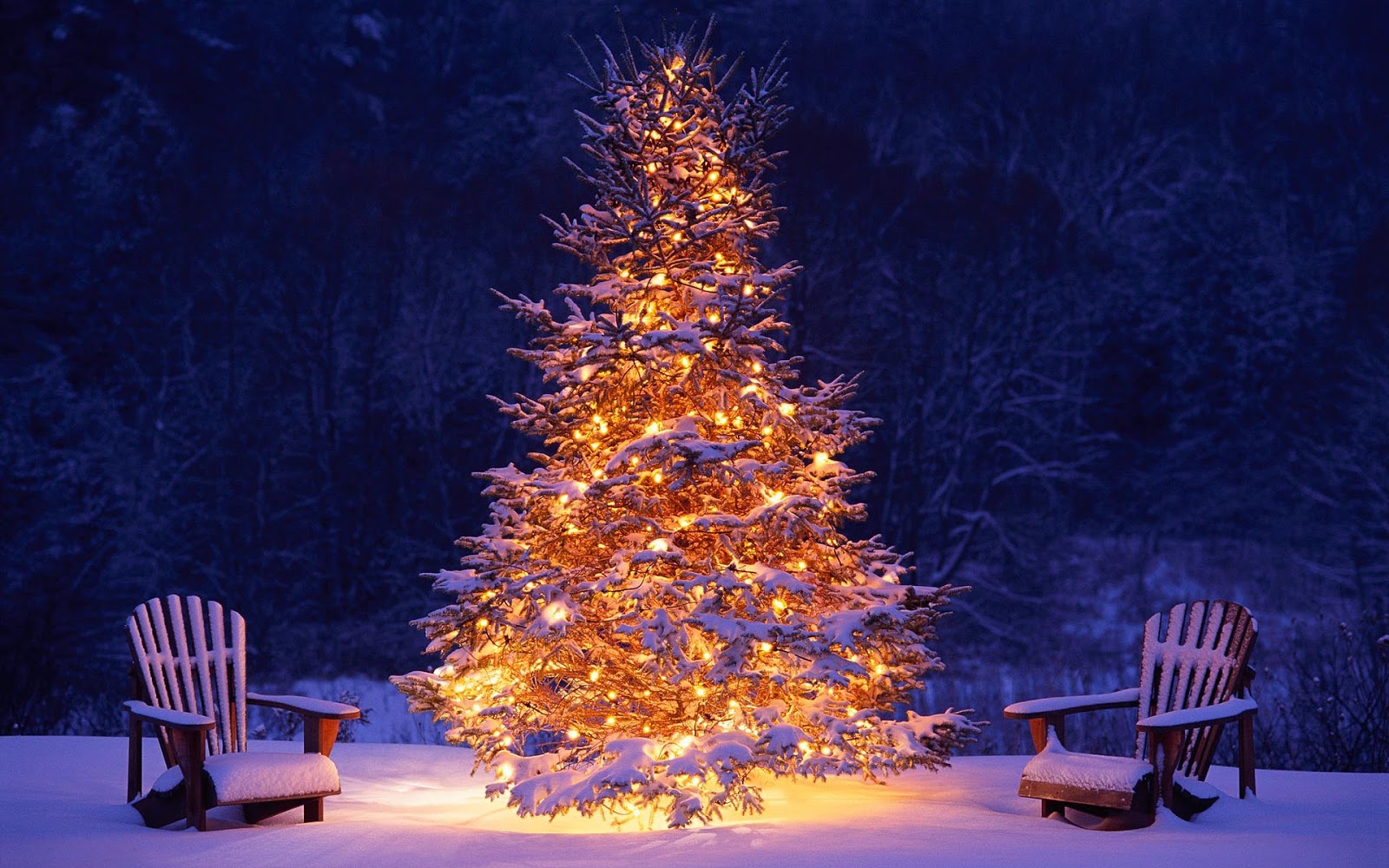 Árvore de Natal surgiu 3 mil anos antes de Cristo