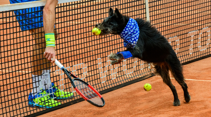 Cães em busca de adoção participam do Brasil Open Tênis 2018