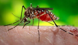 Nova linhagem do vírus da zika está em circulação no Brasil