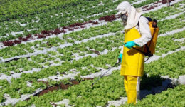 E-book gratuito aborda agrotóxicos e alimentação consciente