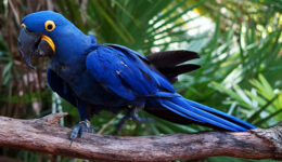 1 arara azul