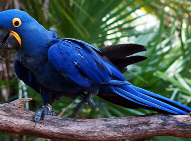 1 arara azul