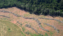 Durante o período eleitoral, desmatamento explodiu na Amazônia