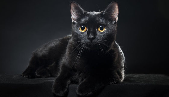 Startup CatMyPet resgata mais de 2 mil gatos em dois anos