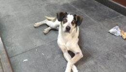 Crueldade: Cachorro abandonado é espancado em supermercado e morre