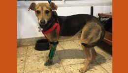 Estudante cria impressora 3D e monta próteses para animais amputados