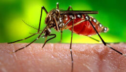 Casos de dengue aumentam 2.124% no estado de São Paulo