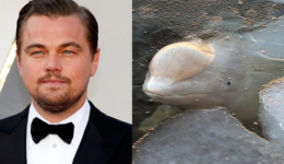 Rússia ordena libertação de baleias após pressão de Leonardo DiCaprio