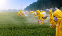 Foto de pessoas vestidas de uniformes amarelos fechado até a cabeça, usando máscaras, aplicando pesticidas em uma plantação baixa.