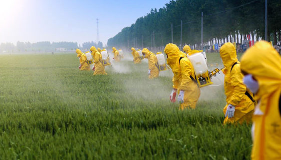 Foto de pessoas vestidas de uniformes amarelos fechado até a cabeça, usando máscaras, aplicando pesticidas em uma plantação baixa.