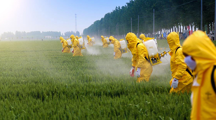 Foto de pessoas vestidas de uniformes amarelos fechado até a cabeça, usando máscaras, aplicando pesticidas em uma plantação baixa.