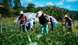 Agricultura familiar produz 70% dos alimentos consumidos por brasileiros