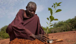 Em 20 anos de cultivo, agricultor transforma deserto em bosque
