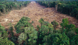Desmatamento da Amazônia aumenta 54% em janeiro de 2019