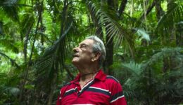 Homem plantou sozinho uma floresta na Serra da Mantiqueira