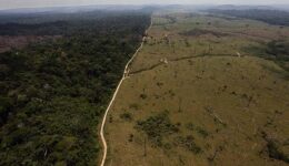 Desmatamento na Amazônia atinge 920 km² em junho de 2019