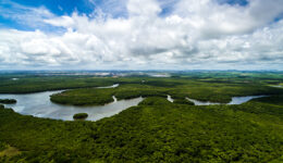 Na Amazônia, projetos de conservação de florestas estão paralisados