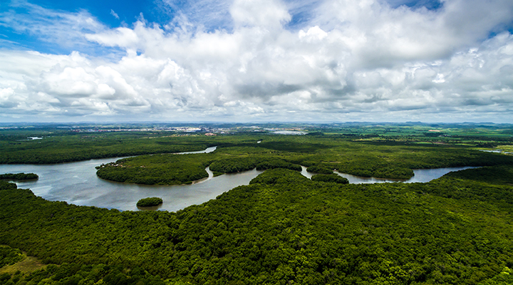Na Amazônia, projetos de conservação de florestas estão paralisados