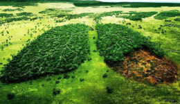 Brasileiros são finalistas em competição sobre meio ambiente da ONU