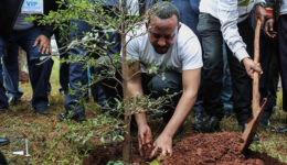 Recorde histórico: Etiópia planta 350 milhões de árvores em 12 horas