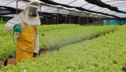 Anvisa anuncia novas regras para a classificação de agrotóxicos