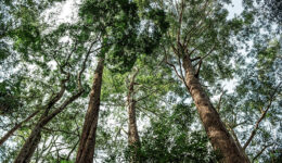 Campanha destaca importância de preservar florestas brasileiras
