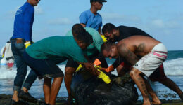 Voluntários trabalham na limpeza de praias no Nordeste