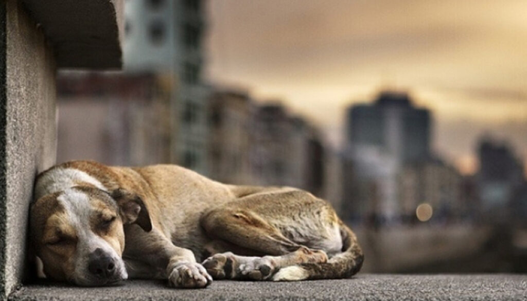 animais abandonados