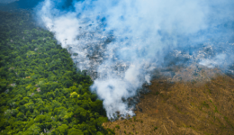 Desmatamento na Amazônia cresce e bate recorde