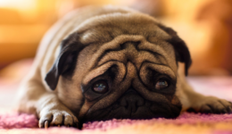 92% dos brasileiros já presenciaram maus-tratos a animais