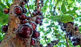 Extrato de jabuticaba pode virar remédio para diabetes e colesterol