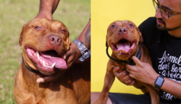 ONG realiza ensaio com cães resgatados de rinha, em São Paulo
