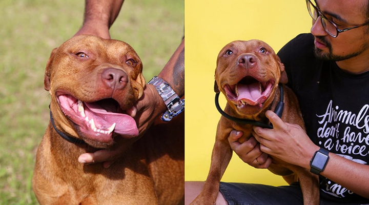 ONG realiza ensaio com cães resgatados de rinha, em São Paulo