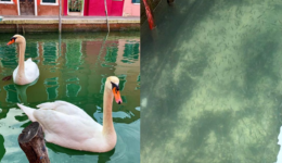 Sem turistas, águas de Veneza voltam a ficar cristalinas