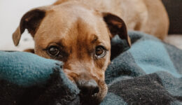 Pessoas oferecem lar temporário a pets durante isolamento social