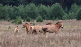 Mistério de Chernobyl: fauna e cavalos sobrevivem em zona de radiação