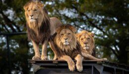 Animais que seriam sacrificados por fechamento de zoológico foram salvos