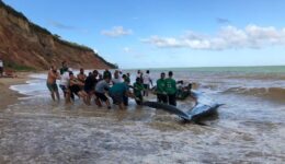 Com ajuda de brasileiros, baleia encalhada sobrevive e volta ao mar