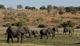 Mistério nas mortes de 360 elefantes em Botsuana, na África