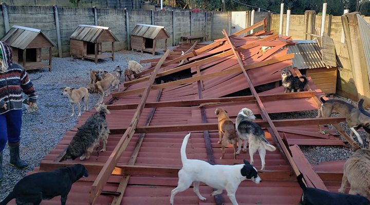 Temporal destrói telhado e muros de abrigo para cães