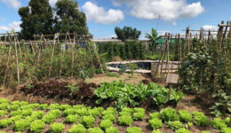 Campo de futebol é transformado em horta orgânica, em SP