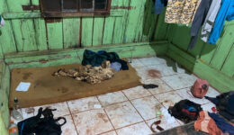 Brasil: indígenas são resgatados de trabalho escravo durante pandemia
